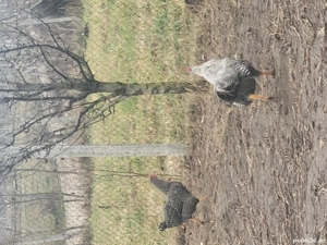 Cocosi de vanzare - imagine 4