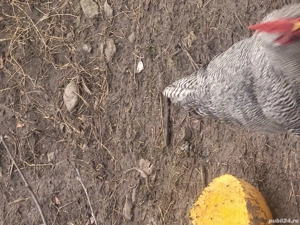 Cocosi de vanzare - imagine 5