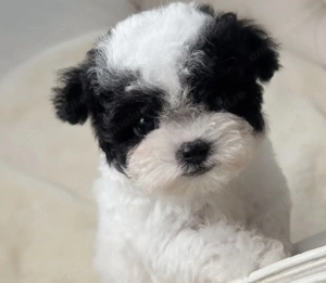 Bichon havanez mascul 