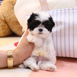 Bichon havanez mascul 