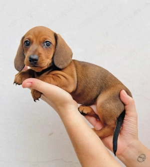 Teckel mascul și femelă - imagine 2