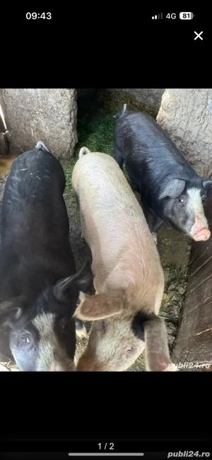 porci de vanzare 