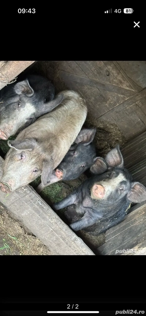 porci de vanzare  - imagine 2