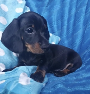 Teckel femelă superba - imagine 2