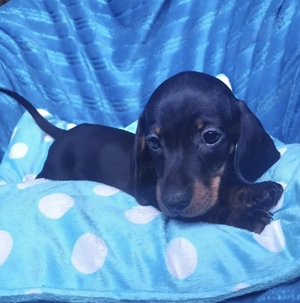 Teckel femelă superba - imagine 3