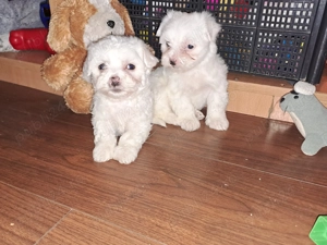 Bichon maltez albi toy