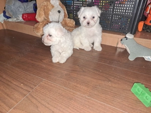 Bichon maltez albi toy - imagine 2