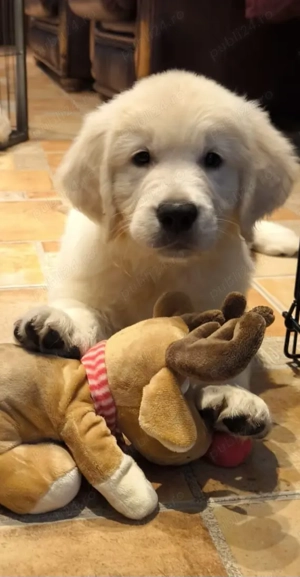 Vand catelus de golden retriever  - imagine 2