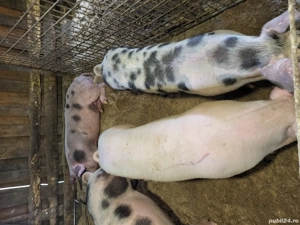 Vand porci de carne - imagine 4