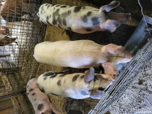 Vand porci de carne - imagine 3