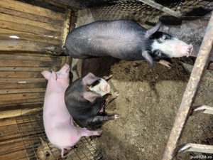 Vand porci de carne - imagine 2