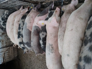 Vând porcii marele alb cu petrean 