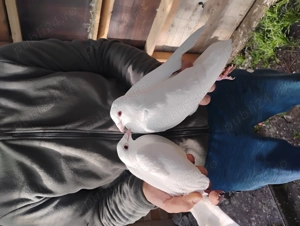 Porumbei albi voiajori și argintii - imagine 5