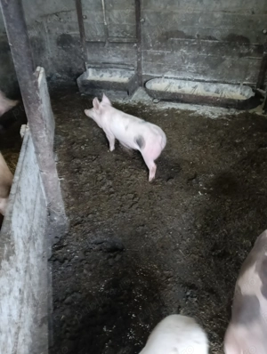 Purcei de vînzare  com.Putineiu . Teleorman 