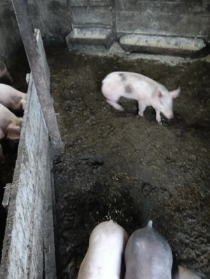 Purcei de vînzare  com.Putineiu . Teleorman  - imagine 2