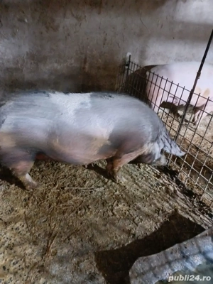 Porci de Vanzare