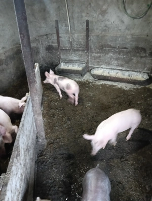 Purcei de vînzare  com.Putineiu . Teleorman  - imagine 3