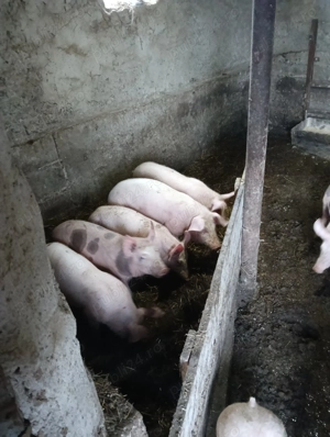 Purcei de vînzare  com.Putineiu . Teleorman  - imagine 4