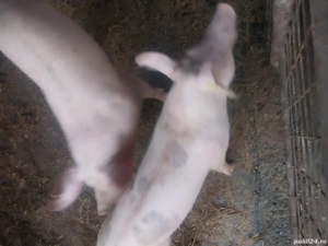 Vand soldani - imagine 2