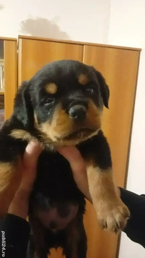 Vand puiuti adorabili rasa Rottweiler 