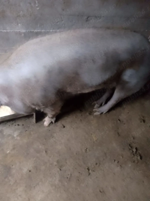           Vând  vier  Pietrean - imagine 3