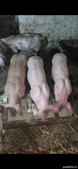 Purcei pietrain si landrace  - imagine 2