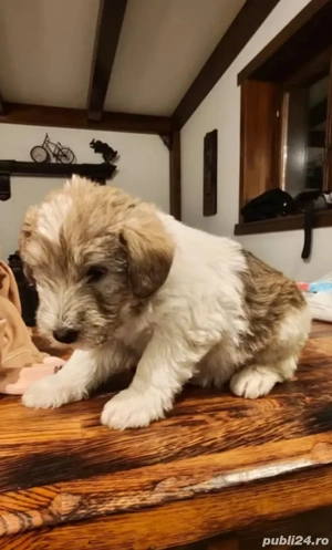 vand pui bishon havanez 