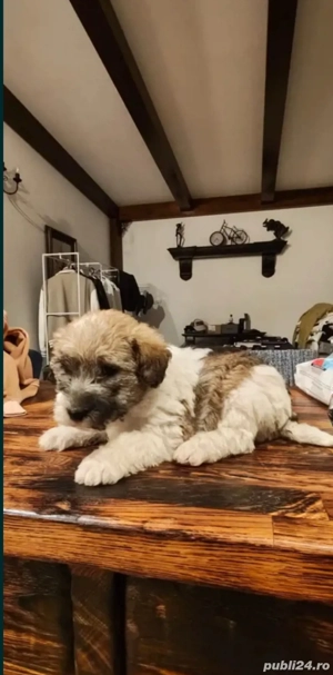 vand pui bishon havanez  - imagine 3