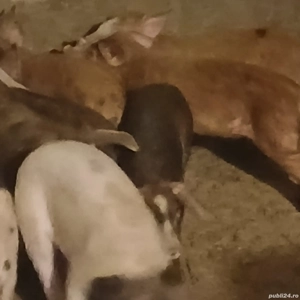 Soldanei duroc cu marele alb - imagine 3