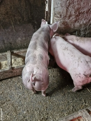 Purcei pietrain si landrace  - imagine 4