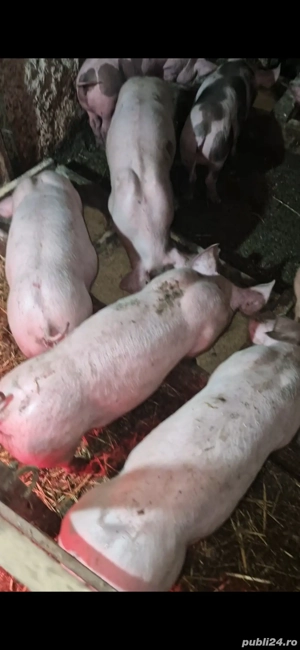 Purcei pietrain si landrace  - imagine 3