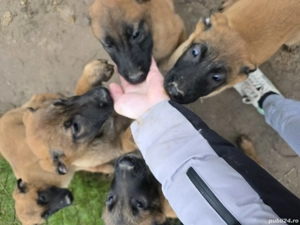 Pui Ciobanesc Belgian Malinois - imagine 2