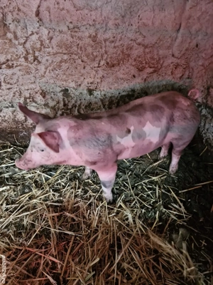 Purcei pietrain si landrace  - imagine 5