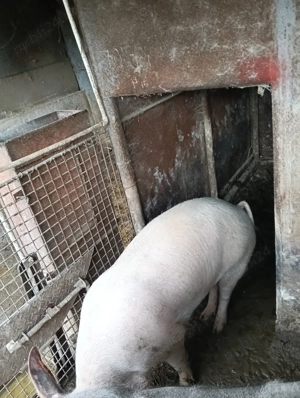 Purcea pentru sacrificare 