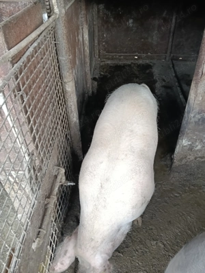 Purcea pentru sacrificare  - imagine 2