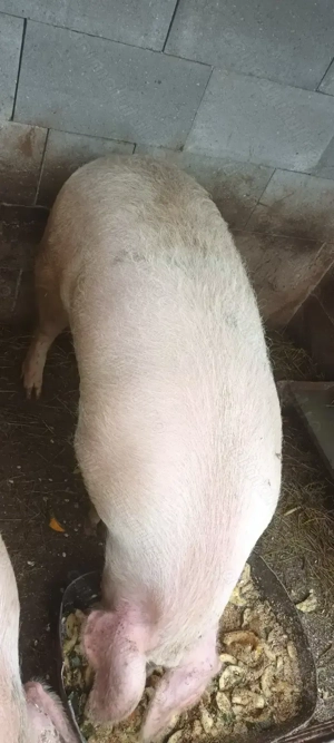 Vând porc crescut natural 20 lei  kg  - imagine 3