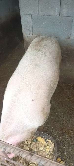 Vând porc crescut natural 20 lei  kg  - imagine 4