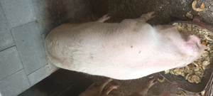 Vând porc crescut natural 20 lei  kg  - imagine 2