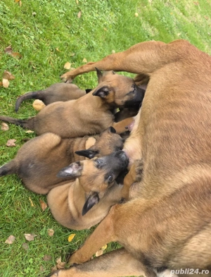 Pui Ciobanesc Belgian Malinois - imagine 3