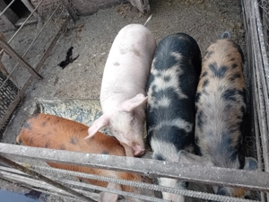 De vanzare soldani 60 kg  - imagine 2