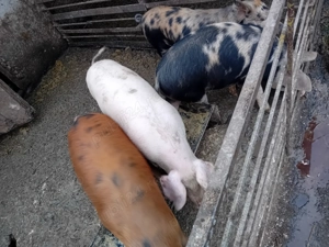 De vanzare soldani 60 kg  - imagine 3