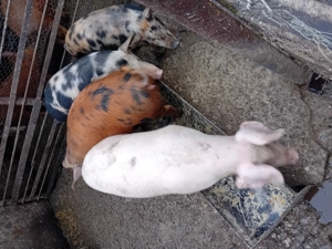 De vanzare soldani 40-50 kg 