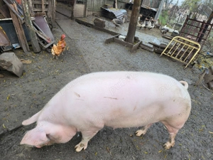 Porc rasa mixta  - imagine 3