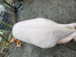 Porc rasa mixta  - imagine 5