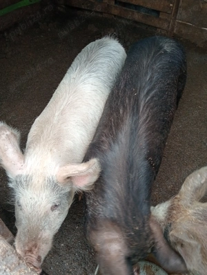 Se vinde porc și purcica  - imagine 2