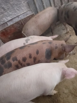 Vând pucele de ținut  - imagine 2