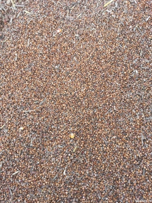 Vând sorg furajer cărămiziu 