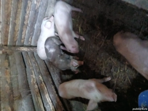 vând purcei  - imagine 5