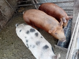 De vanzare soldani  - imagine 3