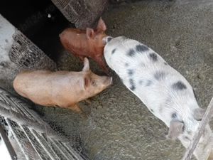 De vanzare soldani  - imagine 2